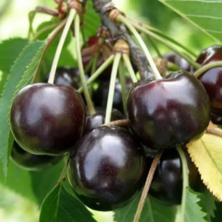 نهال گیلاس تک دانه مشهدی دوساله(حداقل ارسال 4 عدد)