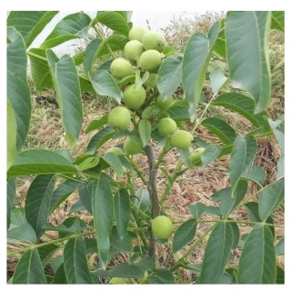 گردو چندلر پیوندی موجود درنهالستان ساقه طلا(حداقل ارسال 4 عدد)