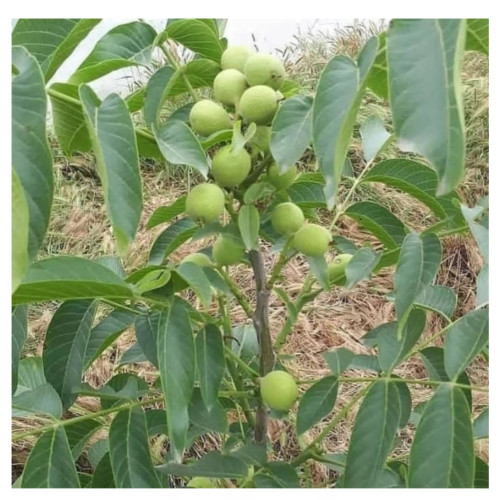 گردو چندلر پیوندی موجود درنهالستان ساقه طلا(حداقل ارسال 4 عدد)