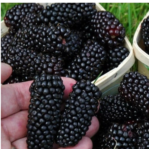 نهال شاه توت در نهالستان ساقه طلا حداقل ارسال 4عدد