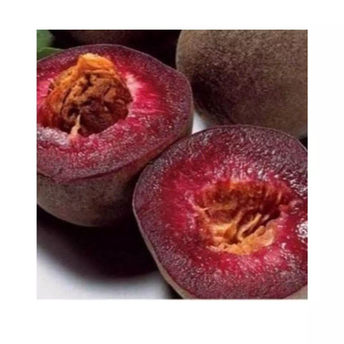 نهال هلو خونی کاردی دو ساله