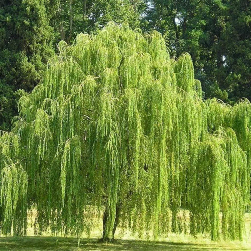 نهال بید مجنون سبز حداقل ارسال ۴ عدد