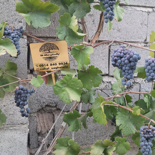 نهال انگور سیاه سردشت دو ساله در نهالستان ساقه طلا(حداقل ارسال 4 عدد)