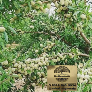 بادام دیرگل آذر.مقاوم به سرما و پر بار.زود بازده (حداقل ارسال4عدد