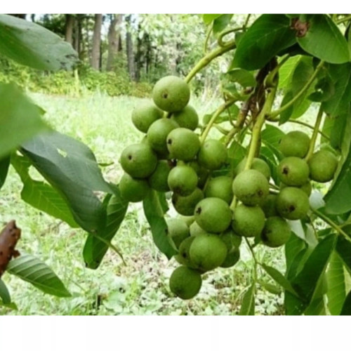 گردو خوشه ای پیوندی (حداقل ارسال 4 عدد)