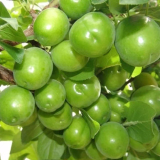 نهال آلوچه(گوجه سبز) حداقل ارسال 4عدد