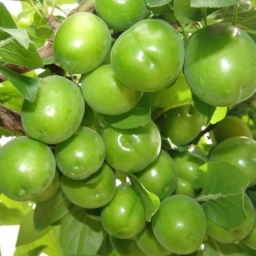 نهال آلوچه(گوجه سبز) حداقل ارسال 4عدد