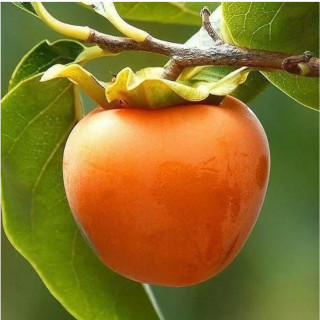 نهال خرمالو سیبی(ژاپنی)دو ساله (حداقل ارسال ۴ عدد)