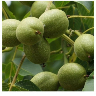نهال گردو فرنور پیوندی