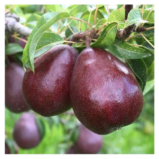 گلابی ردآنجو نهالستان ساقه طلا(حداقل ارسال 4 عدد)