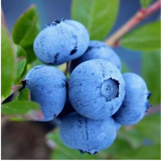 نهال بلوبری