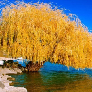 نهال بید مجنون زرد پیوندی اصلاح شده ایتالیایی