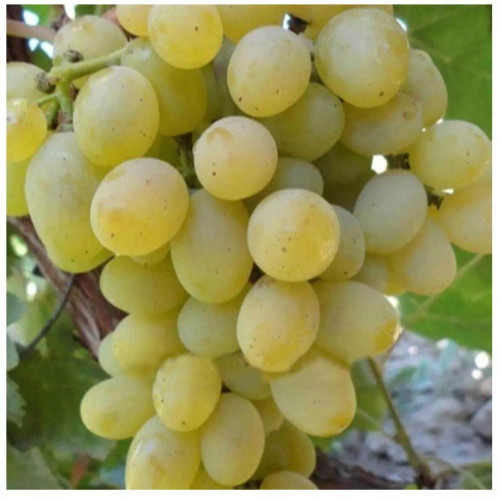 نهال انگور لعل حسینی(حداقل ارسال 4 عدد)