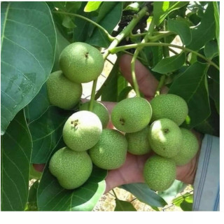 گردو ژنوتیب برتر پیوندی نهالستان ساقه طلا(حداقل ارسال 4 عدد)