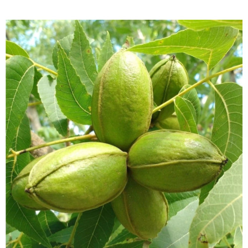 گردو پکان آمریکایی گرمسیری در نهالستان ساقه طلا(حداقل ارسال 4عدد)