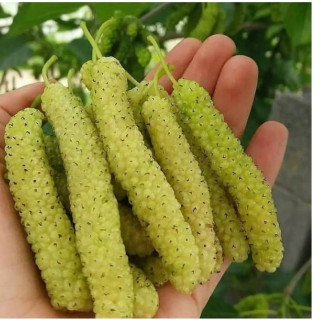 نهال توت موزی زرد