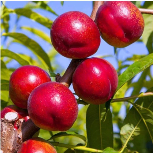 نهال شلیل رد گلد در نهالستان ساقه طلا حداقل ارسال 4 عدد