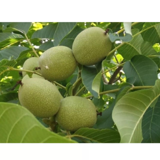 گردو کوپه کانادایی پیوندی (حداقل ارسال 4 عدد)