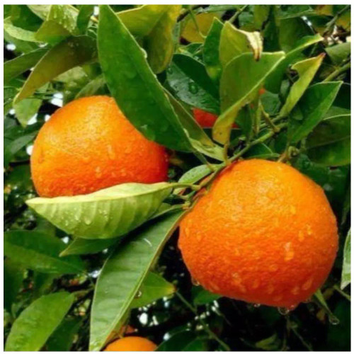 نهال پرتغال خونی