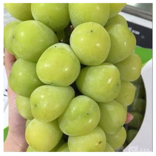 نهال انگور موسکات ژاپنی( حداقل ارسال 4 عدد) سبز و قرمز