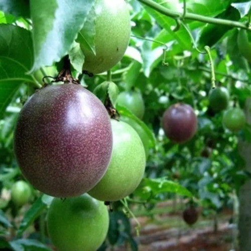 نهال پشن فروت در نهالستان ساقه طلا