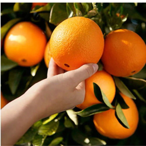 نهال پرتغال تامسون در نهالستان ساقه طلا حداقل ارسال 4 عدد