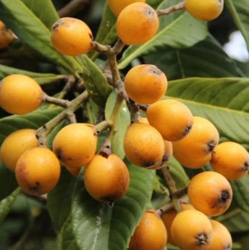 نهال ازگیل ژاپنی در نهالستان ساقه طلا حداقل ارسال 4 عدد