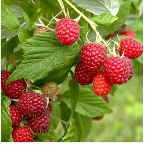 نهال رزبری قرمز در نهالستان ساقه طلا