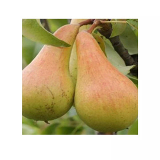 نهال گلابی شاه میوه دوساله (حداقل ارسال 4 عدد)