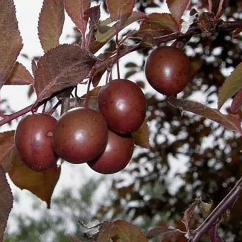 نهال آلوچه برگ قرمز