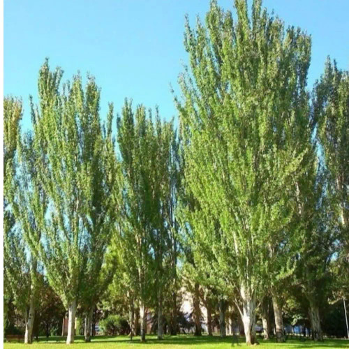 نهال سپیدار