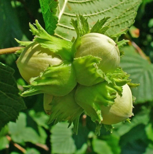 نهال فندق قزوینی