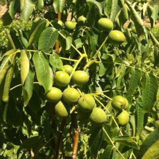 نهال گردو فرانکت گرده افشان دو سال موجود در نهالستان ساقه طلا(حداقل ارسال 4 عدد)