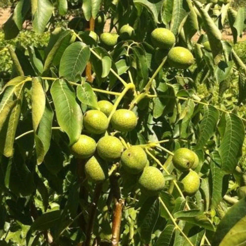 نهال گردو فرانکت گرده افشان دو سال موجود در نهالستان ساقه طلا(حداقل ارسال 4 عدد)