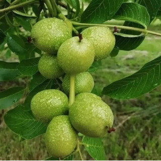 گردو آلتایی ترکیه ۲ ساله نهالستان ساقه طلا