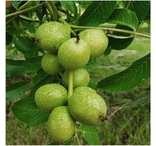 گردو آلتای ترکیه یکساله